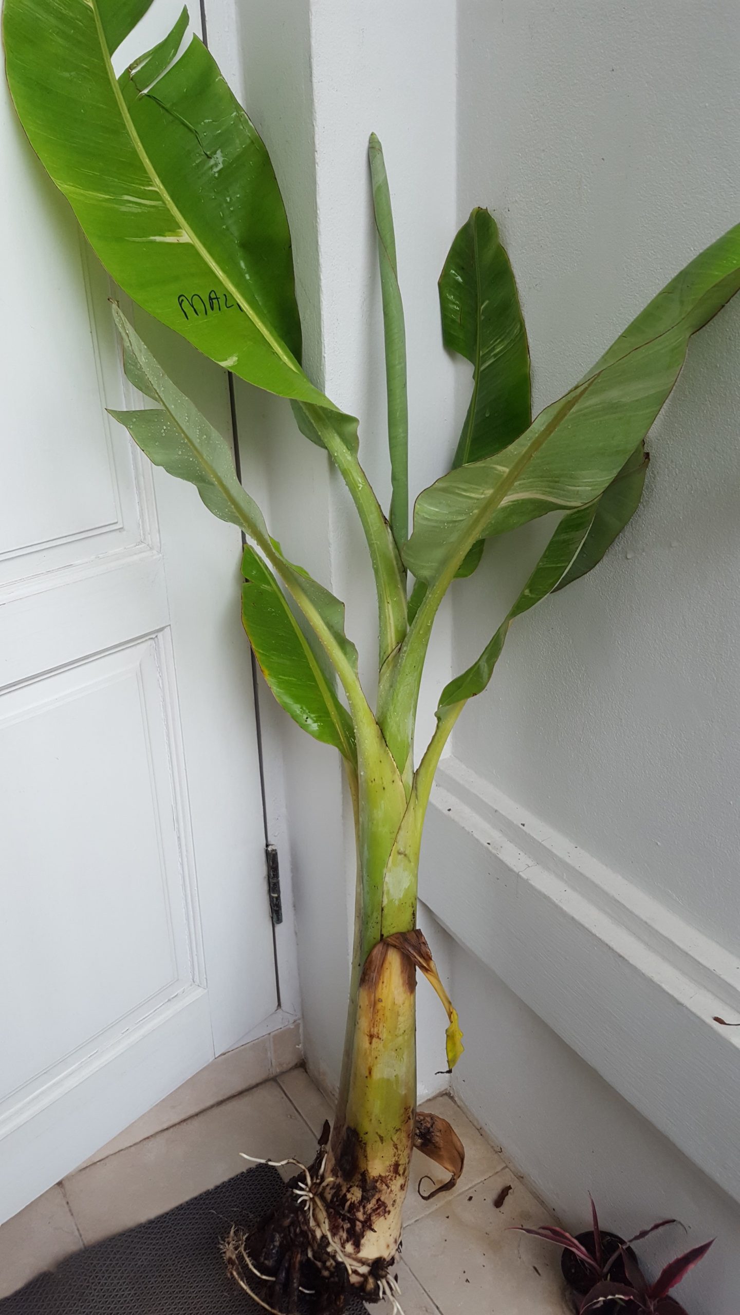 Musa nam wa kum variegated - Image 4