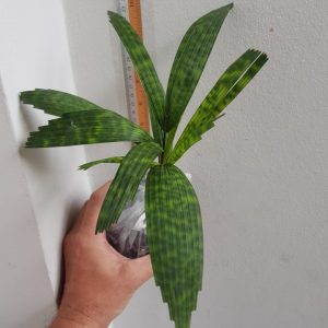 Licuala Mapu