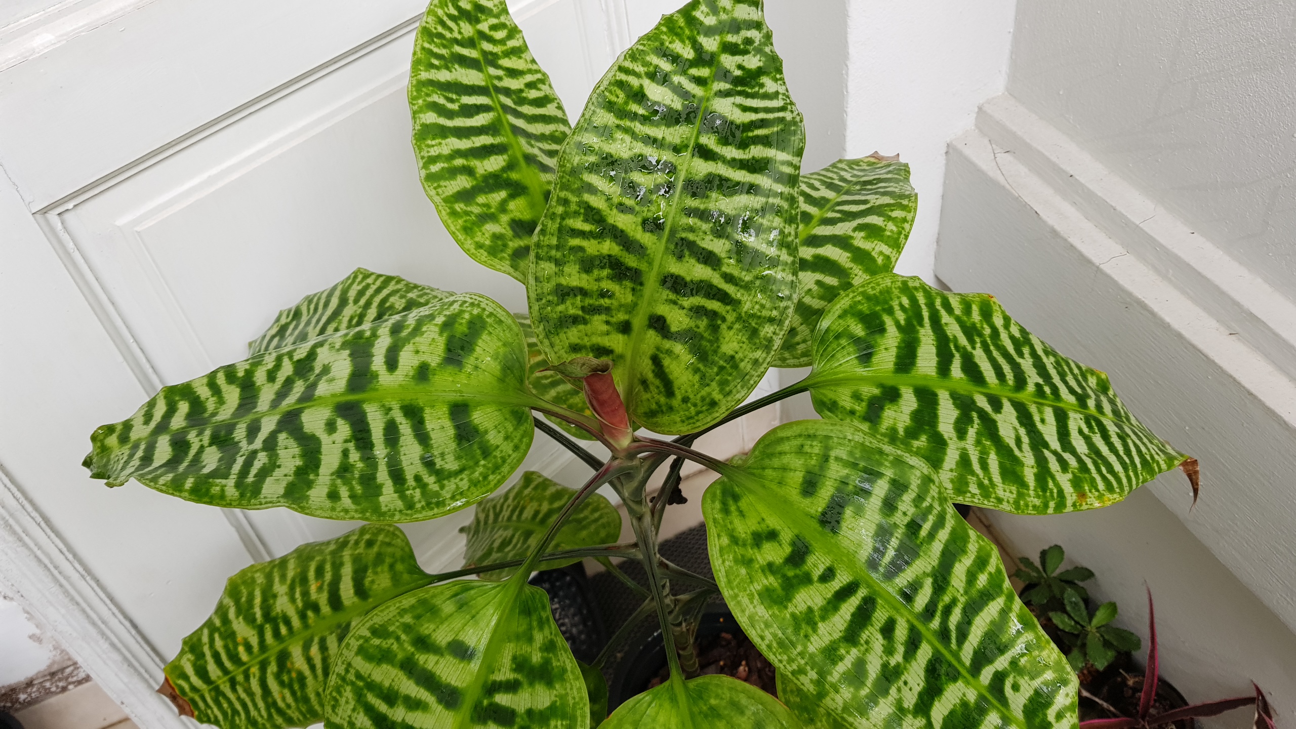 Dracaena goldiana - Image 4