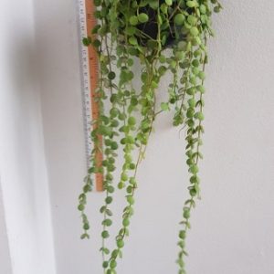 Dischidia nummularia green (large)
