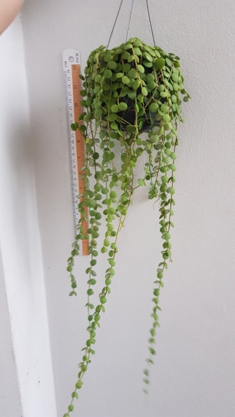 Dischidia nummularia green (large)