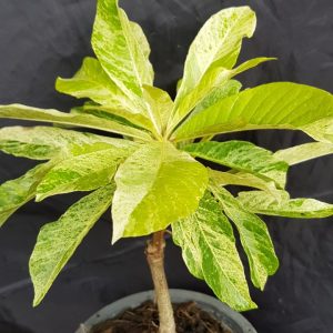 Couroupita guianensis Variegated