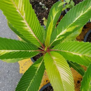 Dillenia indica Variegated