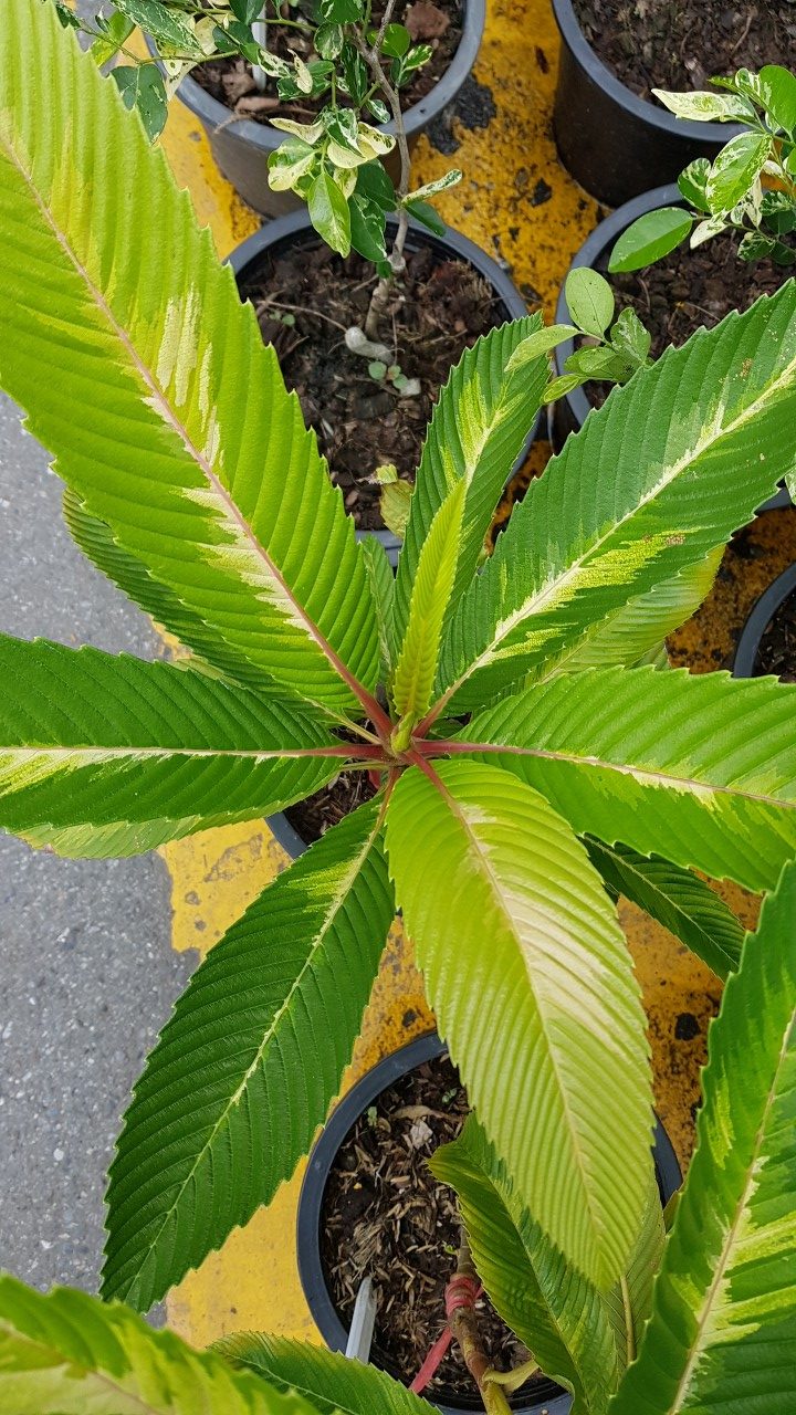 Dillenia indica Variegated