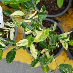 Diospyros ebenum Variegated