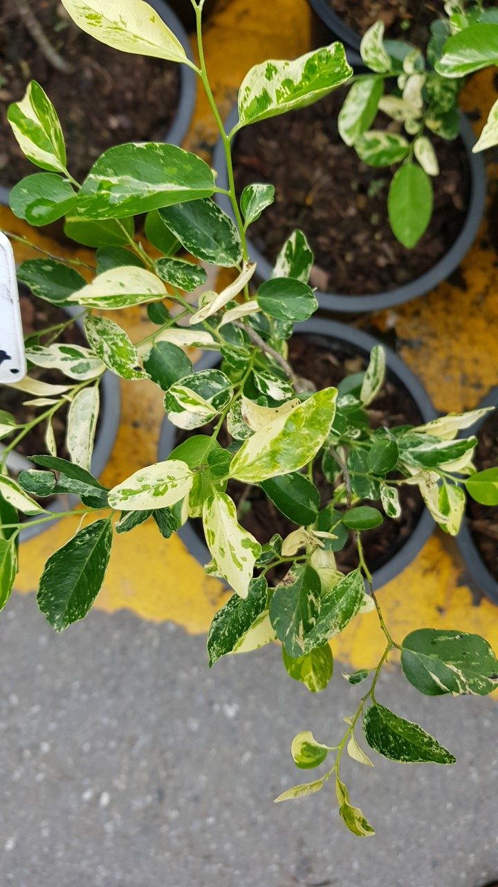 Diospyros ebenum Variegated