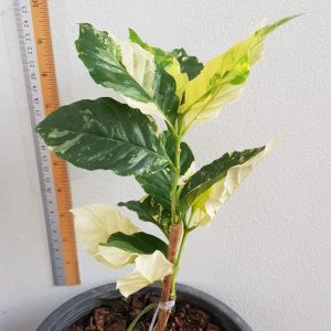 Coffea arabica Variegated