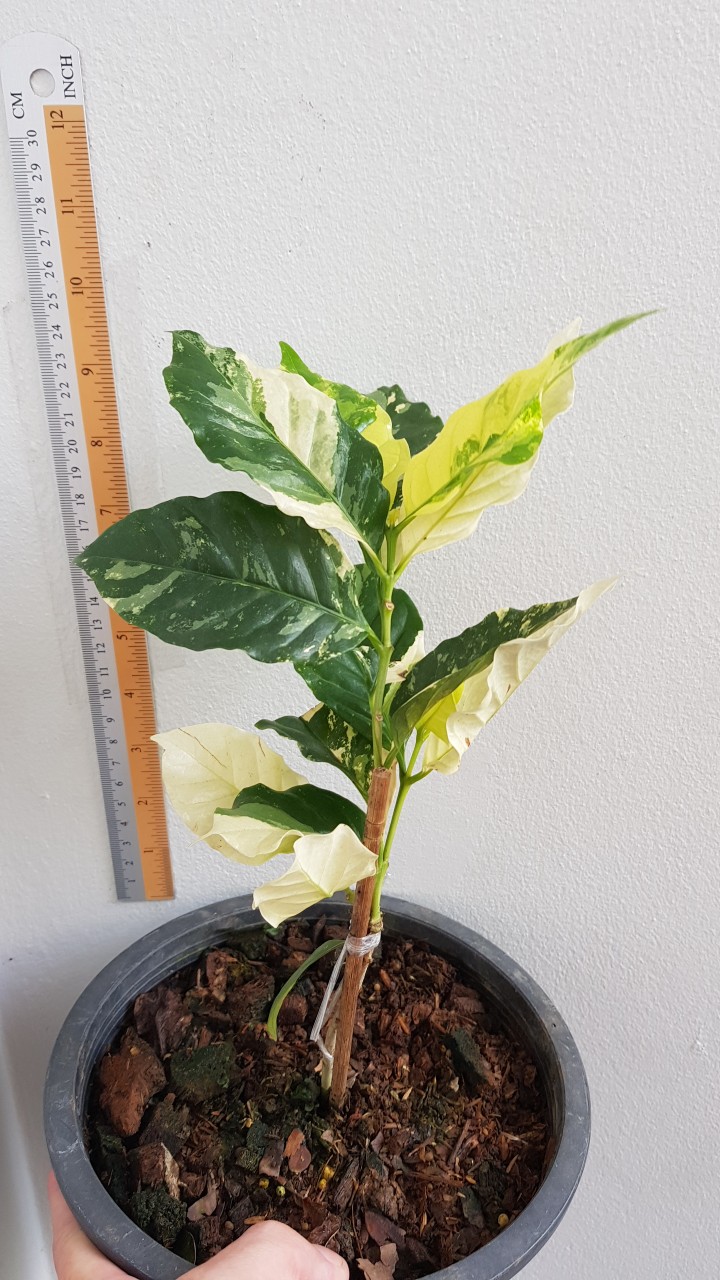 Coffea arabica Variegated