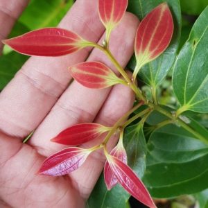Cinnamomum verum