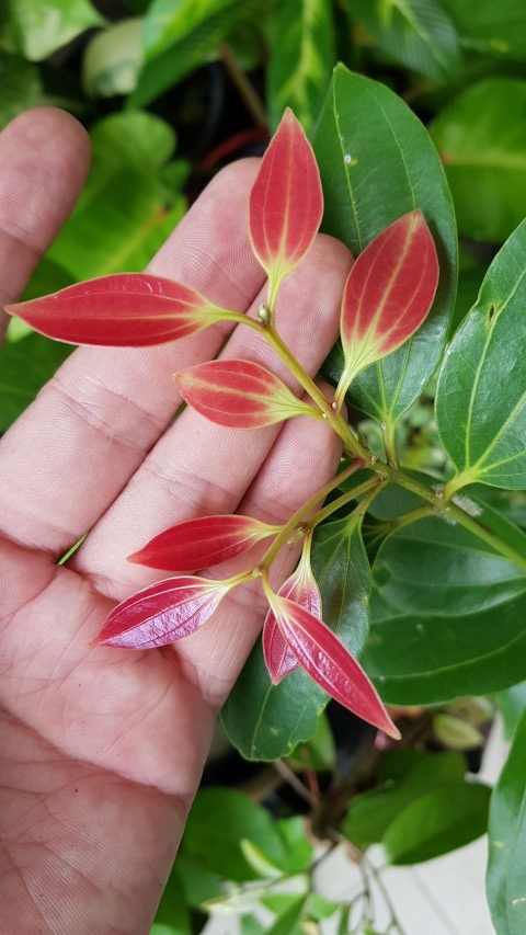 Cinnamomum verum
