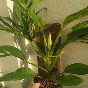Monstera pinnatipartita