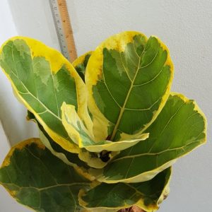 Ficus lyrata variegata