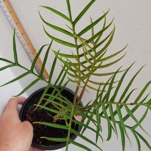 Philodendron elegans
