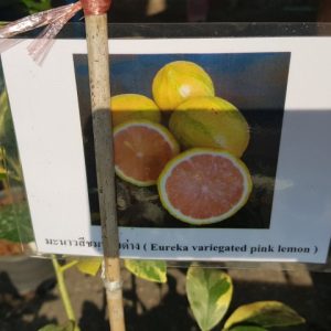 Citrus Eureka variegated PINK lemon