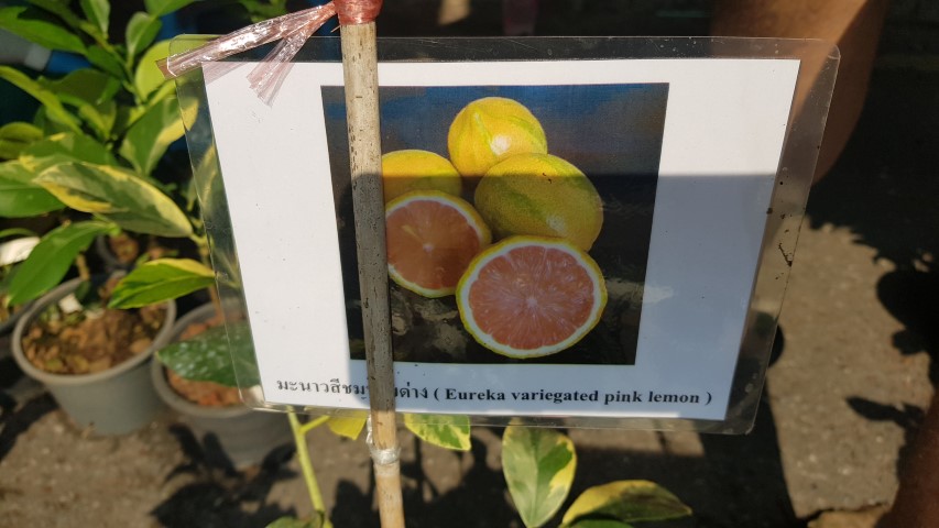 Citrus Eureka variegated PINK lemon
