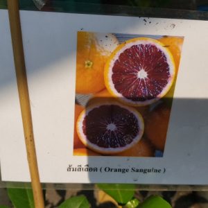 Citrus Orange sanguine