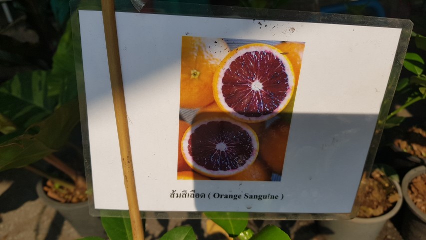 Citrus Orange sanguine