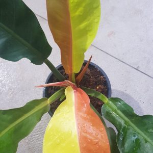 Philodendron yellow flame