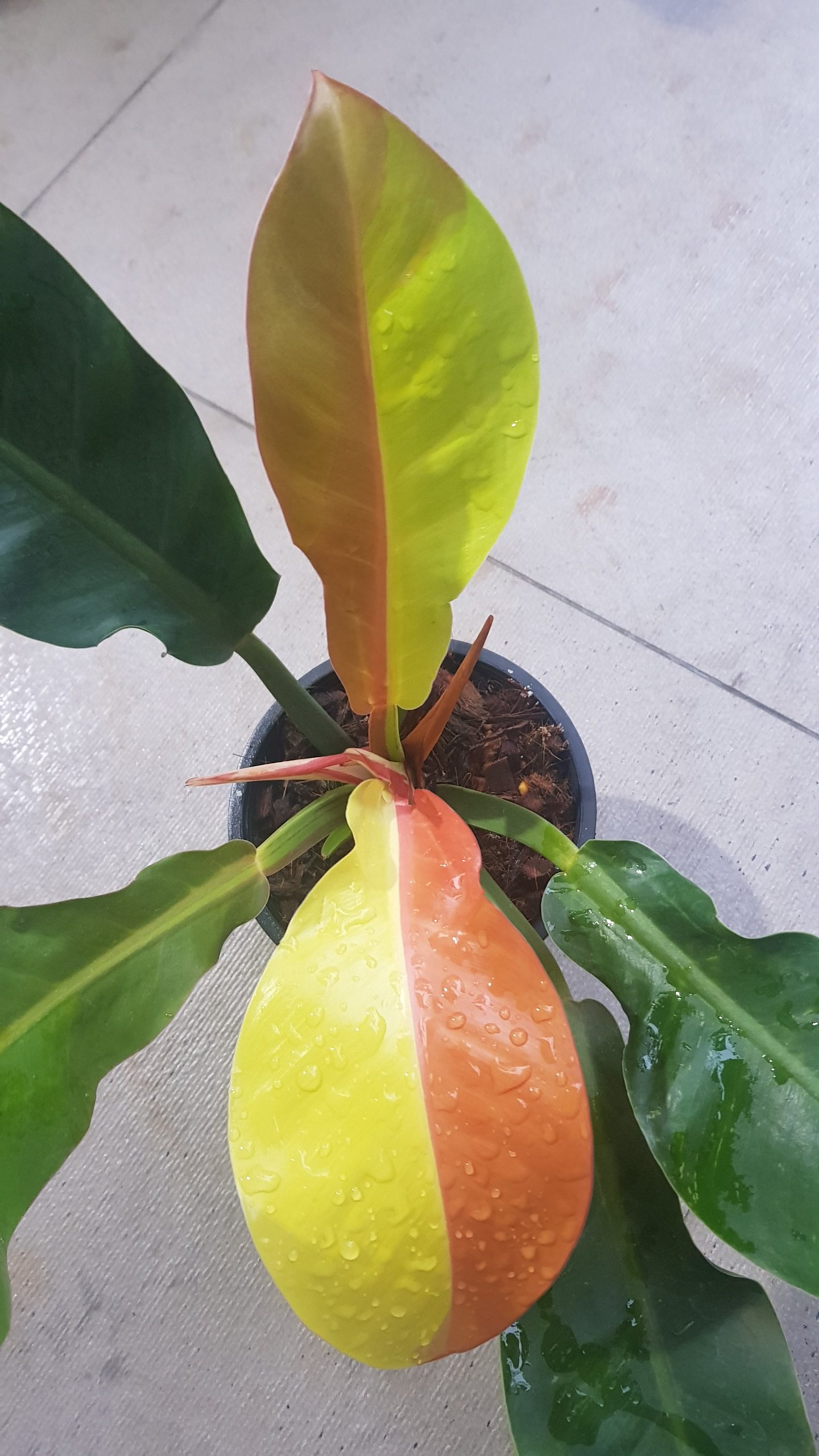 Philodendron yellow flame