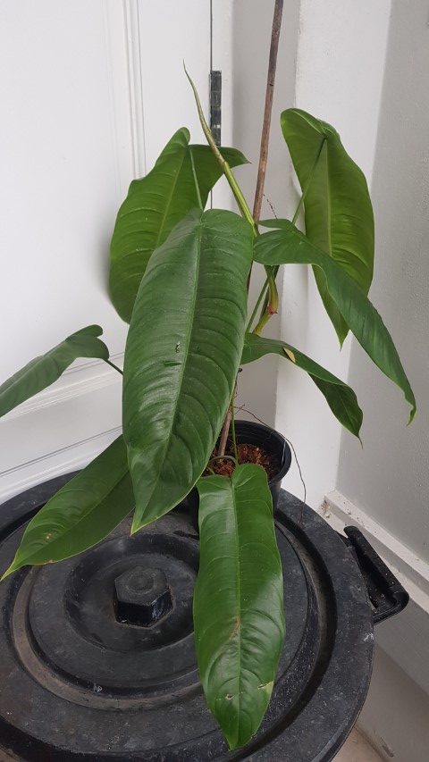 Philodendron tenue LONG LEAVES