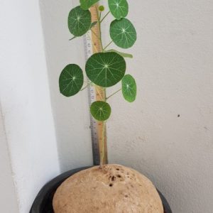 Stephania pierrei/erecta