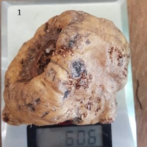 Amorphophallus atroviridis