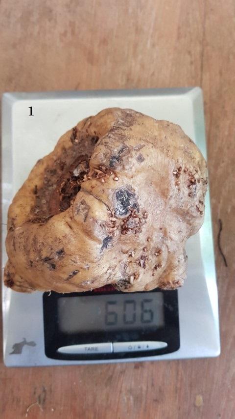 Amorphophallus atroviridis