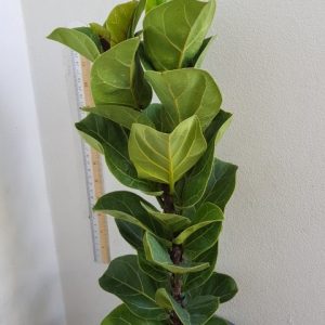 Ficus lyrata compacta