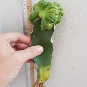 Grafted cristate cactus
