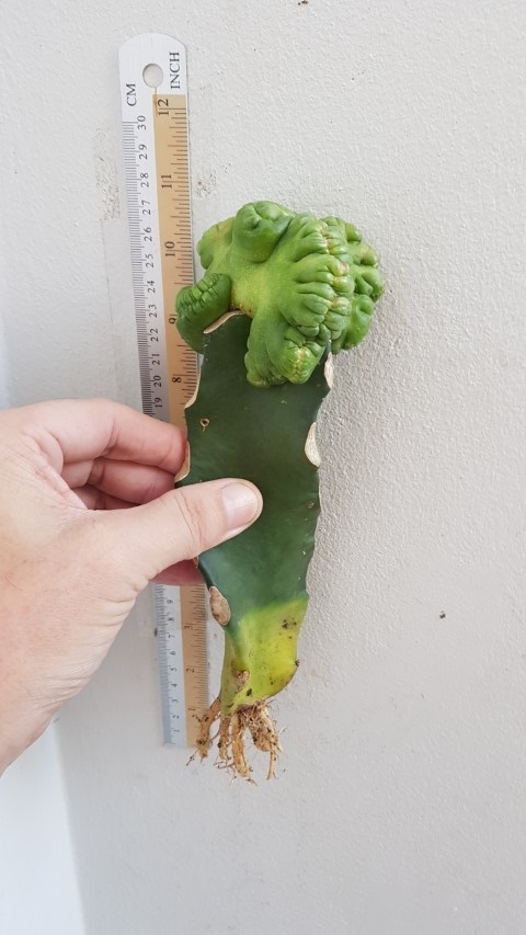 Grafted cristate cactus