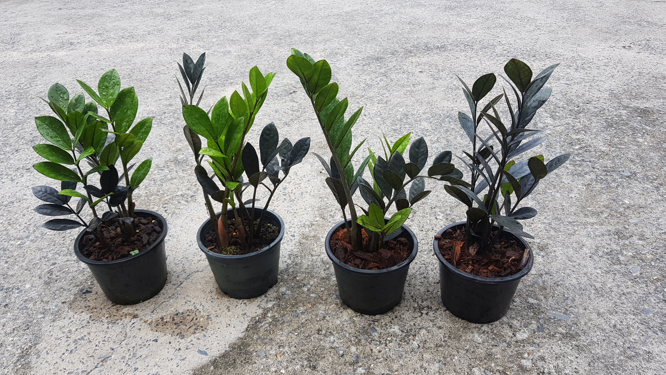Zamioculcas 'Black Dragon'