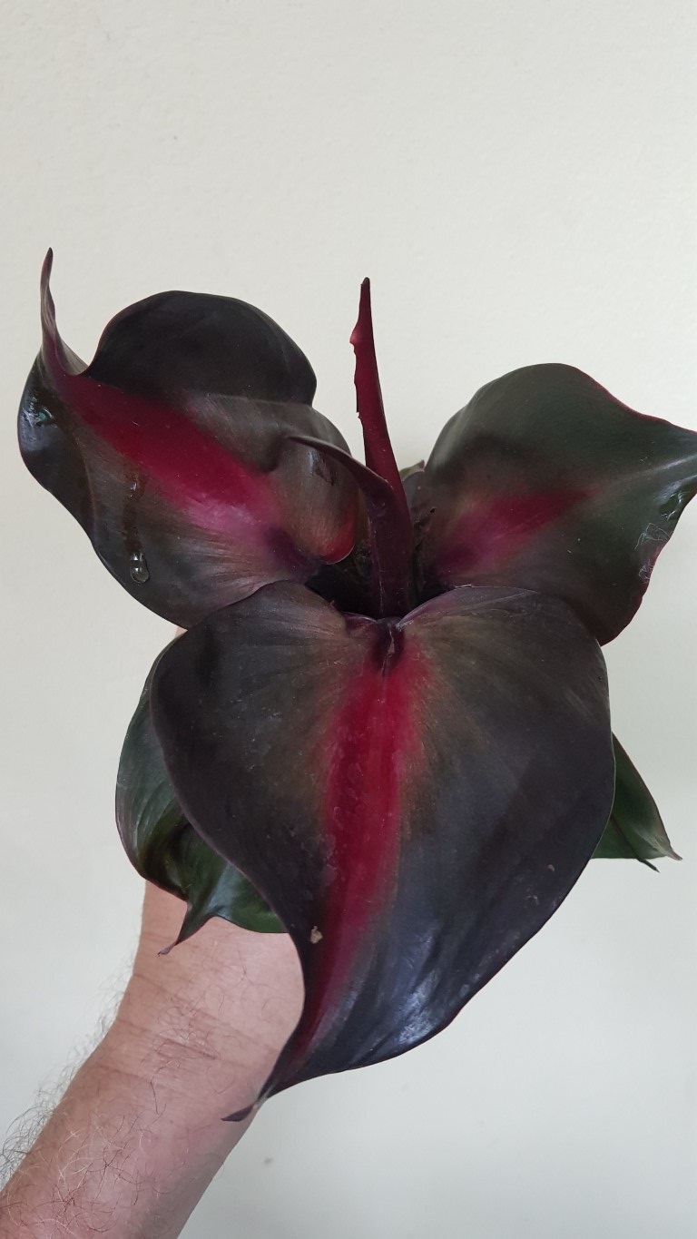 Philodendron 'Red Heart'