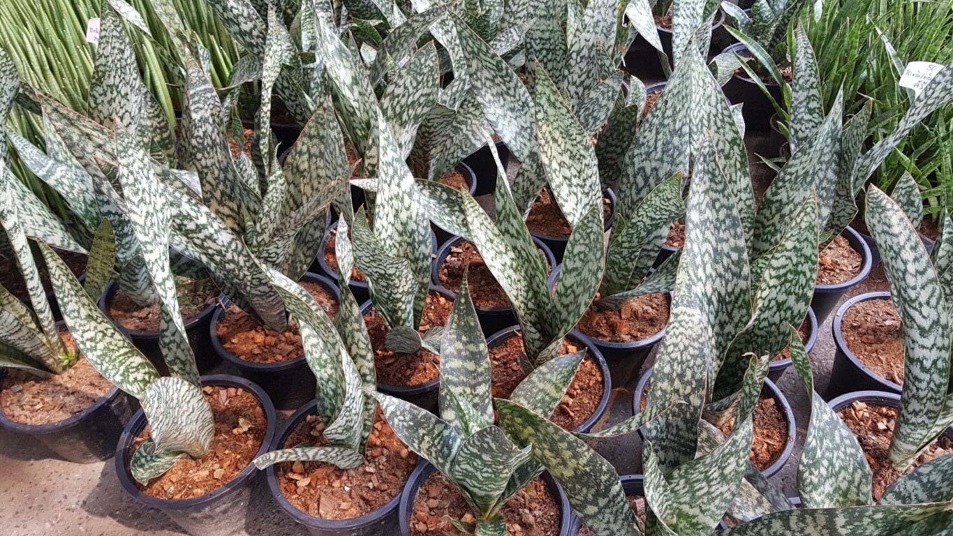 Sansevieria masoniana hybrid