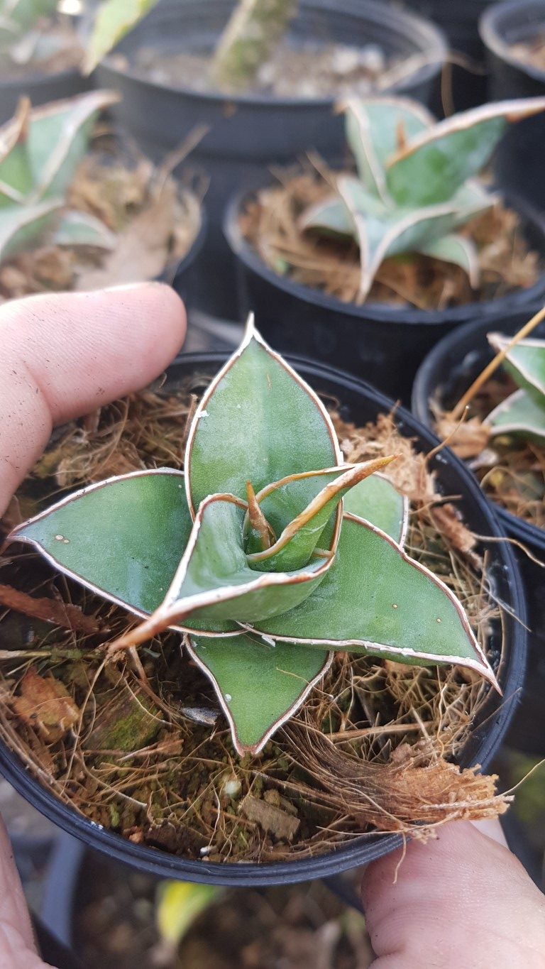 Sansevieria pinguicula blue form