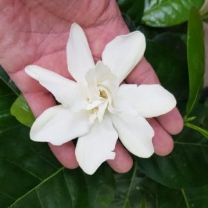 Gardenia tahitensis