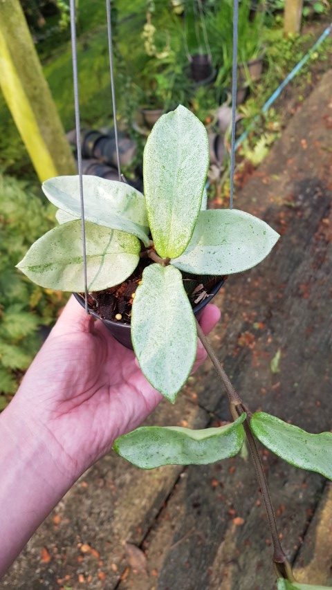 Hoya carnosa GREY GHOST, NEW!!!!! ( rooted cutting )