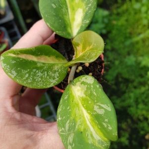 Hoya obovata variegata splash NEW !!!!!!!!!!!!!!! ( rooted cutting )