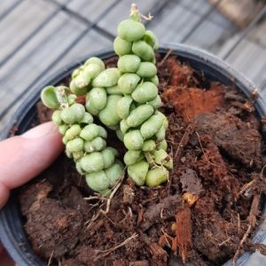 Dischidia Ideaminubu “Green Dragon” small