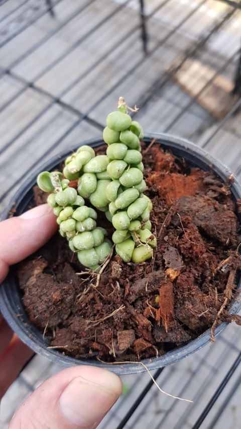 Dischidia Ideaminubu “Green Dragon” small