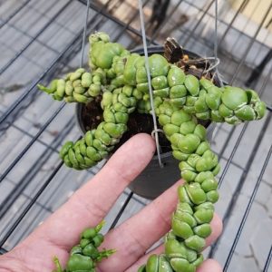 Dischidia Ideaminubu “Green Dragon” Medium
