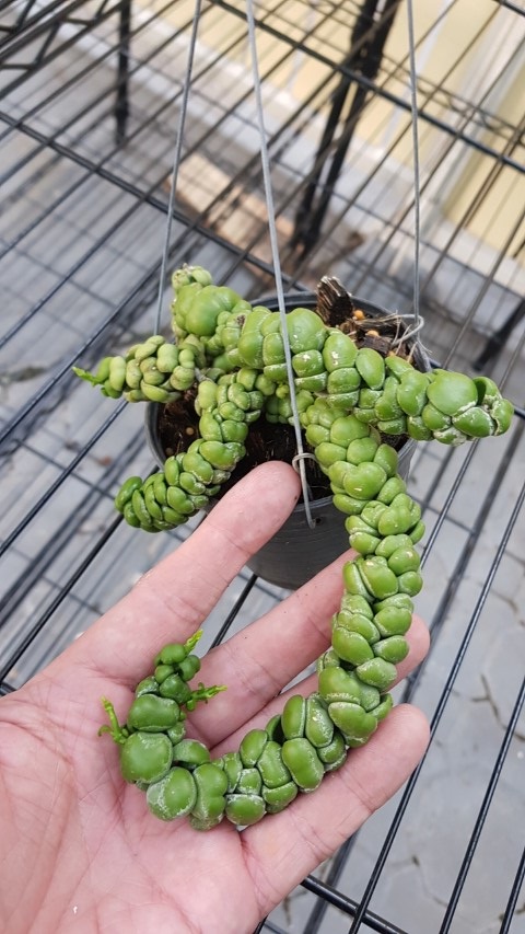 Dischidia Ideaminubu “Green Dragon” Medium