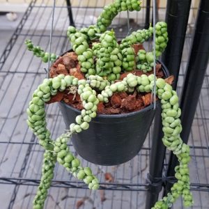 Dischidia Ideaminubu “Green Dragon” LARGE