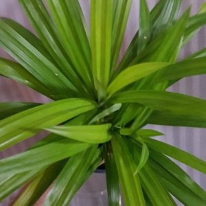 Pandanus amaryllifolius