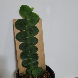 Rhaphidophora korthalsii