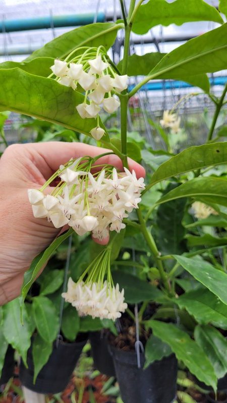 Hoya lockii ( Large)