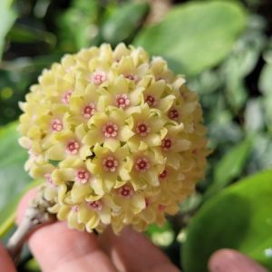 Hoya hanhiae yellow (large)