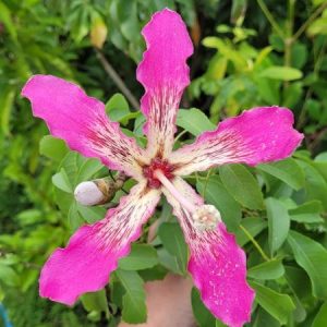 Bauhinia purpurea