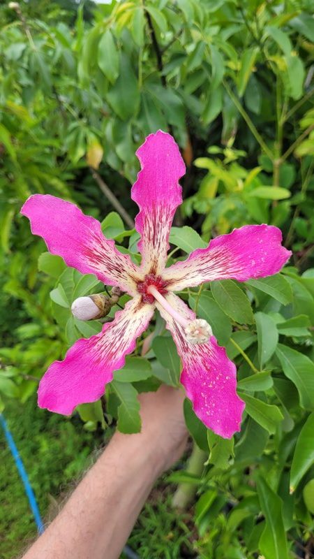 Bauhinia purpurea