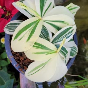 Costus arabicus variegata