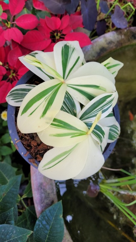 Costus arabicus variegata